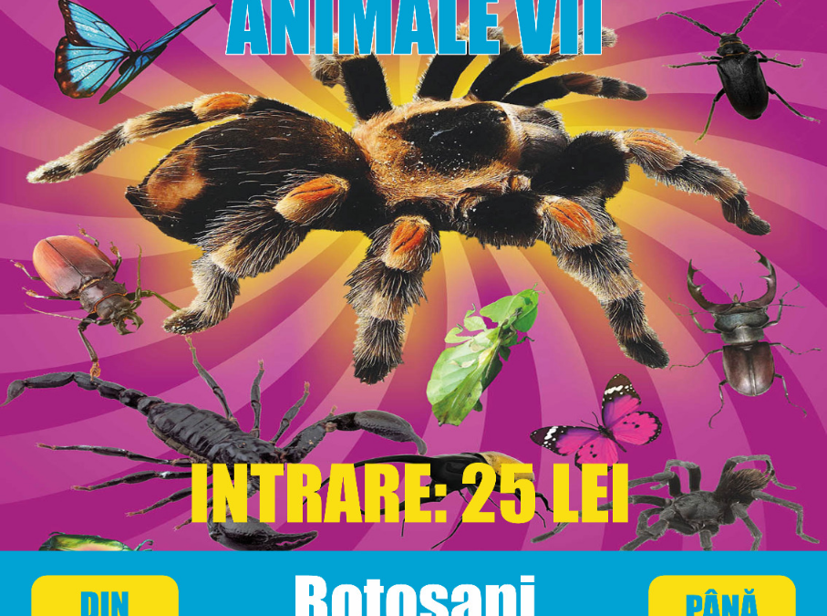 XXL Tarantula Expo